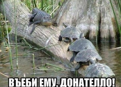 чурюпахи.jpg